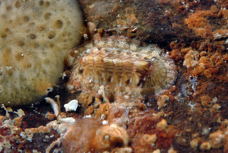 Piccoli di Chiton olivaceus